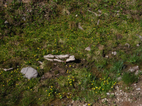 Hundreds of Alpine/Snow Buttercups.